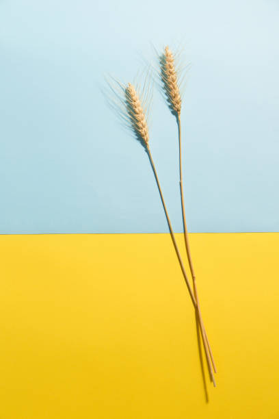 Two ears of rye on a yellow-blue background. A symbol of the fertile Ukrainian land