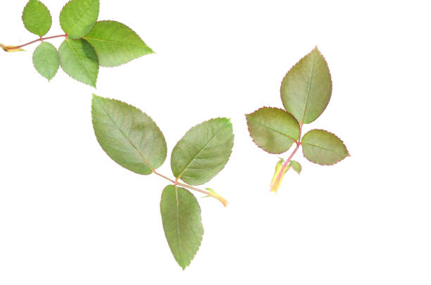 Green rose leaves isolate white