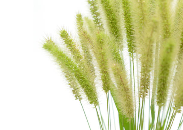 istock A wild setaria viridis flower bunch 2164223545