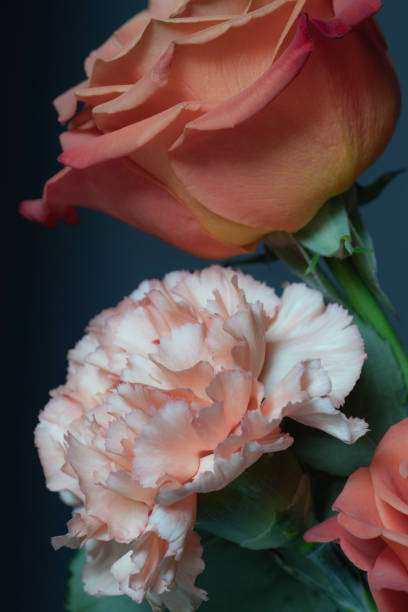 istock Delicate petals of two flowers on a dark background. 2164224351