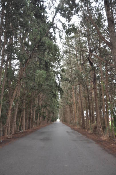 istock Empty asphalt road amidst lush trees growing 2164225950