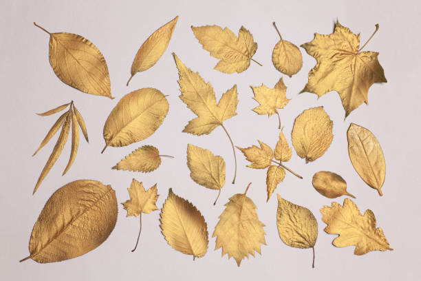 Collection of different golden leaves on a white background