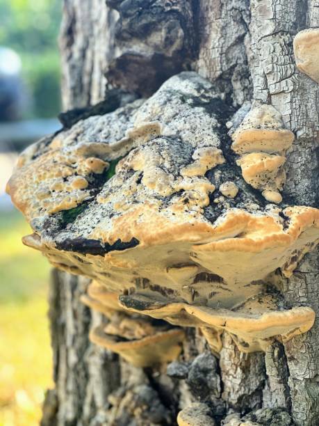 istock Tree bark fungus, Annecy (France) 2164227004