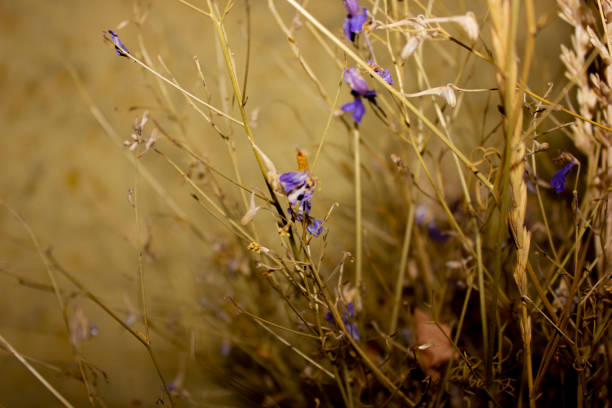 Composition with purple flowers on a golden background