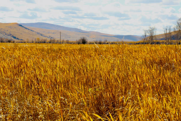 The sun shines on the mature pasture, and the golden grass is endless.