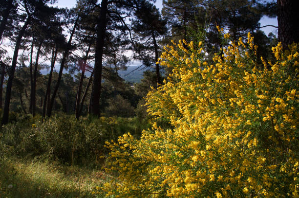 mountain landscape in spring on a sunny day in spain in the sierra de guadarrama mountains
