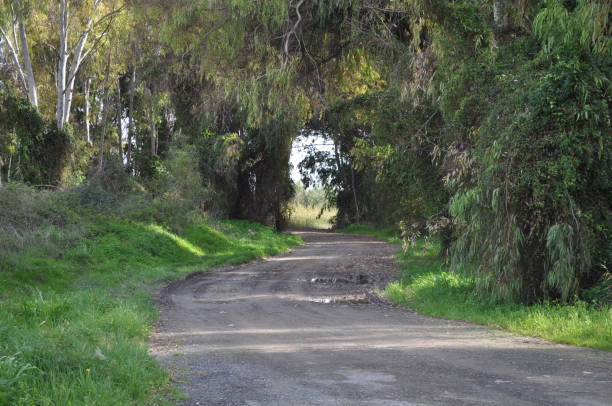 istock Empty off-road amidst lush trees growing 2164232042
