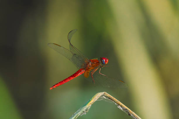 istock scarlet dragonfly close up in morning light 2164233662