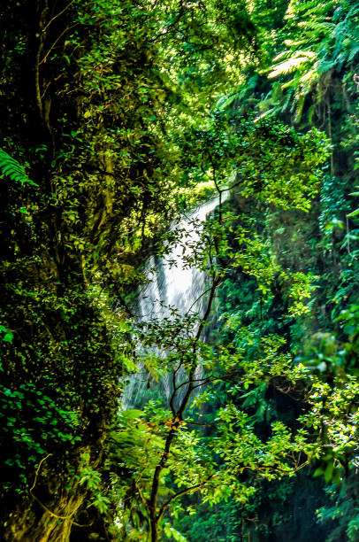 istock A lush green forest with a waterfall in the middle 2164234212