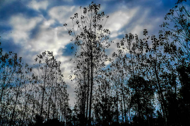 A forest with trees in the background and a cloudy sky