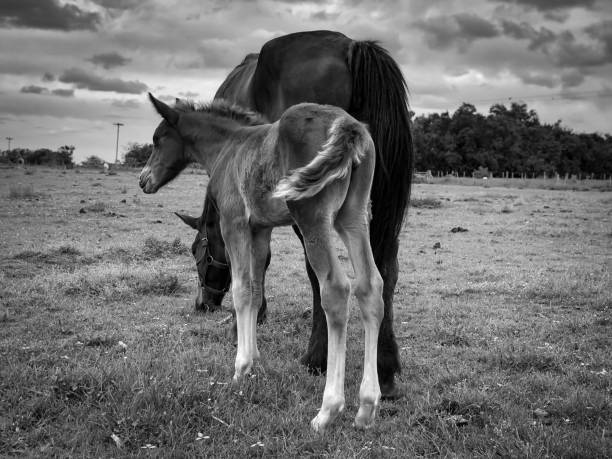 Horses