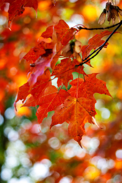 istock Maple leaves on a tree in September in Wisconsin. 2164238079