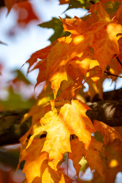 Maple leaves on a tree in September in Wisconsin.
