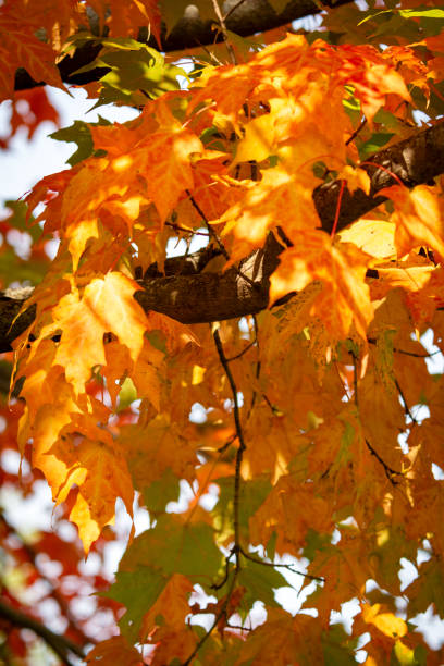 istock Maple leaves on a tree in September in Wisconsin. 2164238251