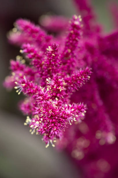 istock Magenta Flower Bloom 2164239605