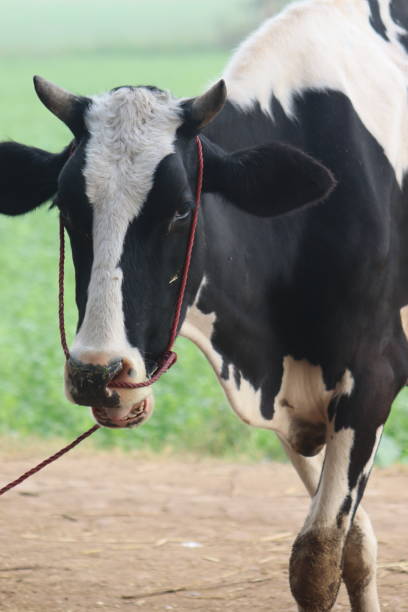 A large cow with a white muzzle looks at the camera.