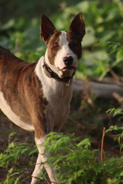 istock Playful Dog in Nature 2164239895