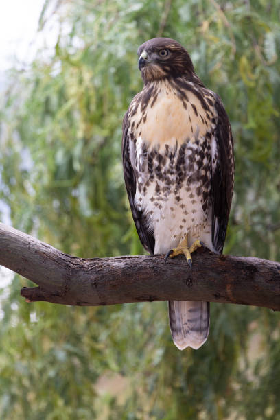 Red tailed hawk with its identifying belly band visible perches on mesquite tree branch in Tucson, Arizona, United States
