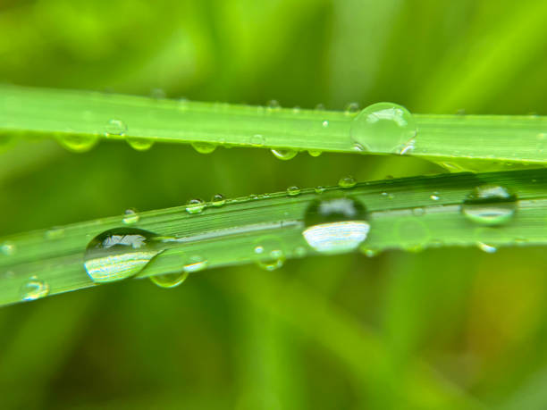 istock Macro shot of water droplets on a leaf 2164242692