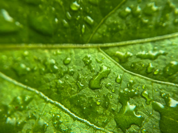 istock Macro shot of water droplets on a leaf 2164242710