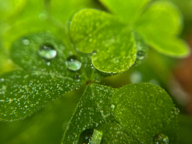 Macro shot of water droplets on a leaf
