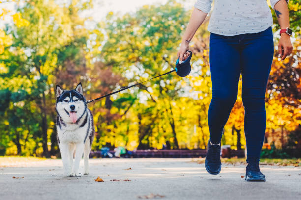 istock Dog walker in the park 2164243747