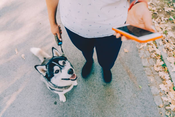 Dog walker in the park