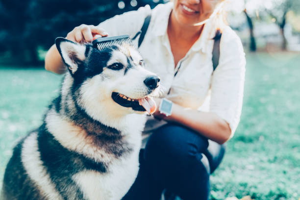 istock Pampered siberian husky 2164244476