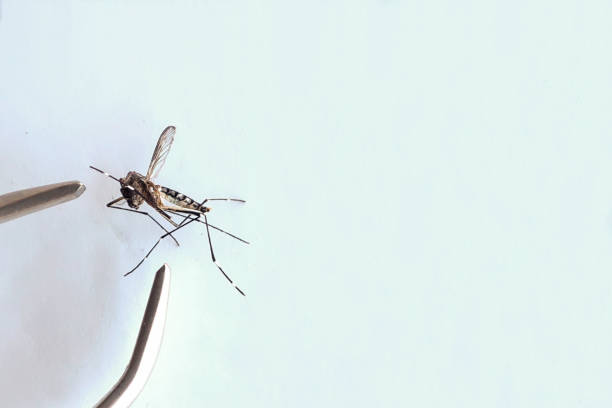 istock Aedes aegypti mosquito examination white background 2164244805