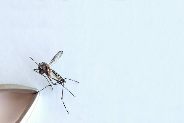 istock Aedes Aegypti mosquito 2164244807