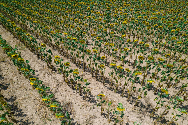 Aerial view of diagonal sunflower rows on dry soil at very sunny summer day in June.