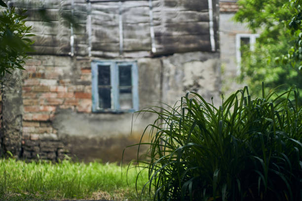 Selective focus on the bush. There is one small window on the stone wall. A wall with a stone texture. A green bush grows in front of the window. High quality photo