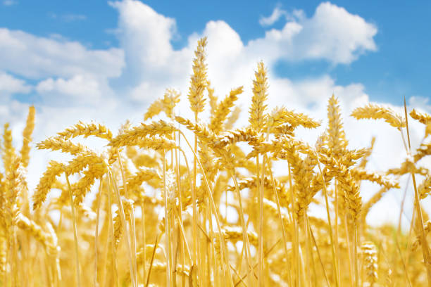 istock Golden ripening wheat ears in a field 2164248616