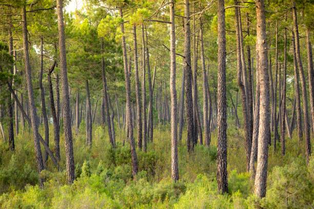 Mediterranean coniferous forest in summer with its thin, tall trunks and green