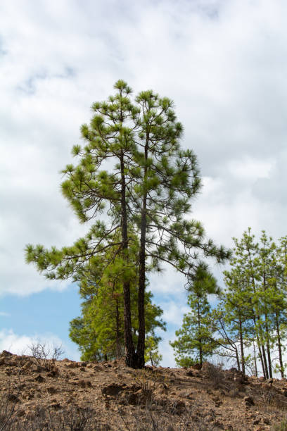 Canarian pine  ( Pinus canariensis ) on a mountain on the island of Gran Canaria in Spain, with blue sky and clouds