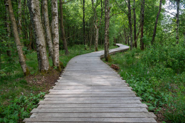 istock Moor landscape with wooden path 2164250039