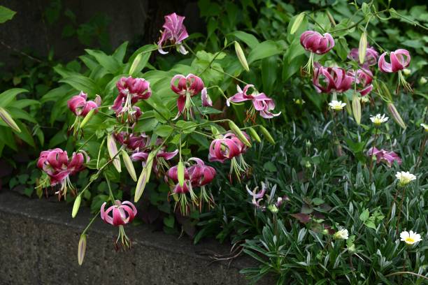 istock Lilium speciosum (Brilliant lily) flowers. 2164251127