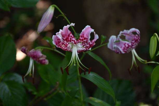 istock Lilium speciosum (Brilliant lily) flowers. 2164251129