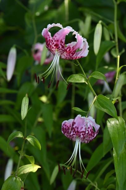 istock Lilium speciosum (Brilliant lily) flowers. 2164251137