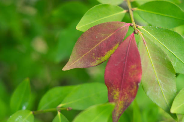 Autumn trees and reddened leaves in the park