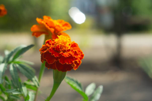 tagetes patula durango red marigold