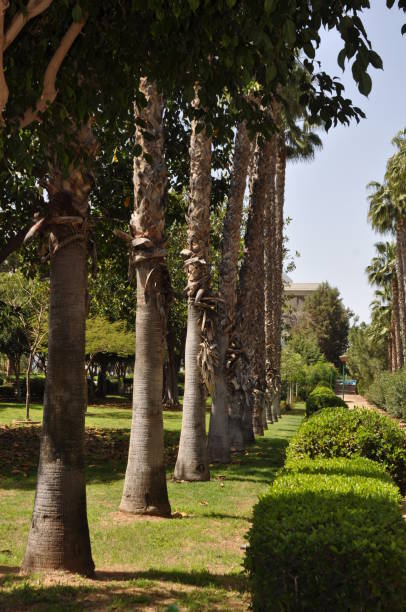 istock Limassol Municipal Garden 2164252818