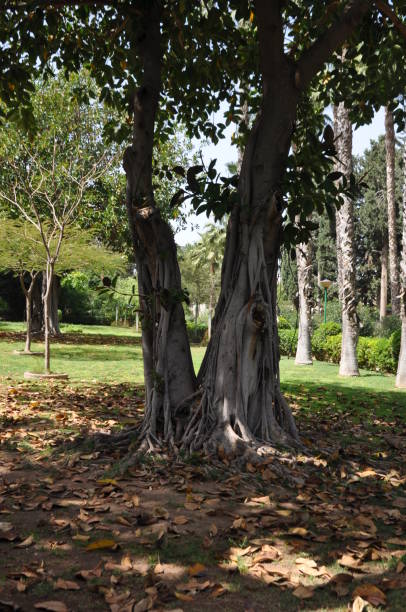 istock Limassol Municipal Garden 2164252829