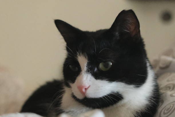 istock The black and white domestic cat 2164253362