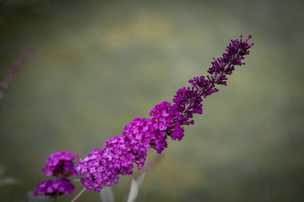 Garden theme Butterfly bush Buddleia davidii Floral Pattern for Nature-Themed Decoration, Vibrant pink Blooms for Garden-Inspired Wallpaper or Desktop Background