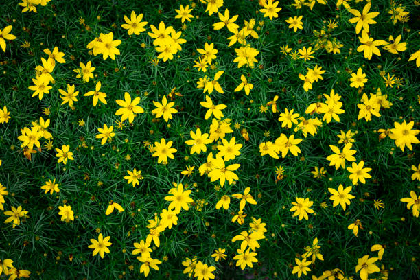Yellow Coreopsis Verticillata Flowers Wallpaper Background, Whorled Tickseed, Floral Pattern for Nature-Themed Decoration, Vibrant Yellow Blooms for Garden-Inspired Wallpaper or Desktop Background