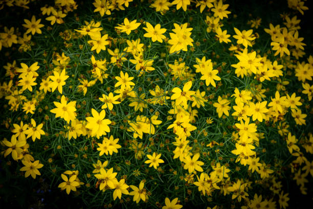istock Yellow Coreopsis Verticillata Flowers Wallpaper Background, Whorled Tickseed, Floral Pattern for Nature-Themed Decoration, Vibrant Yellow Blooms for Garden-Inspired Wallpaper or Desktop Background 2164253599