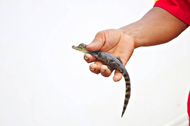 istock Young caiman in human Hand 2164254126