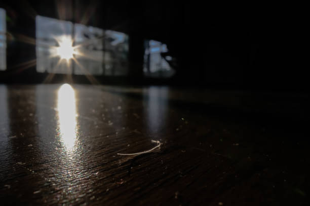Backlit debris and house dust on wooden parquet floor, in afternoon sunlight.