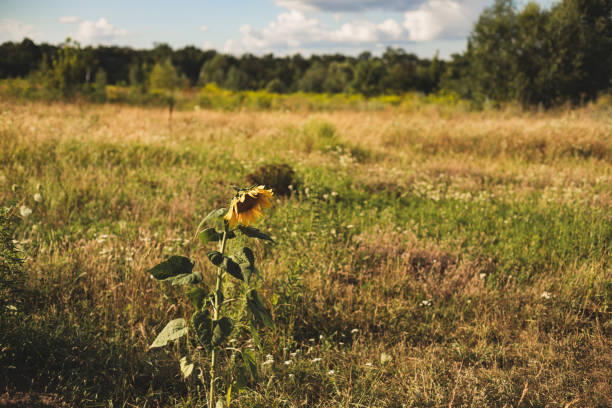 a single sunflower in the garden
